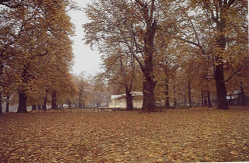 Chinar Trees