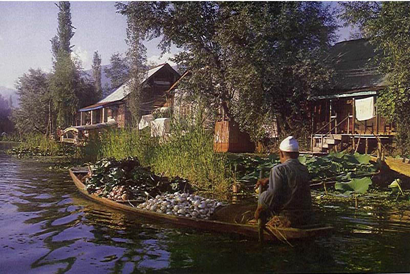 vegetable shikara