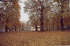 Chinar Trees